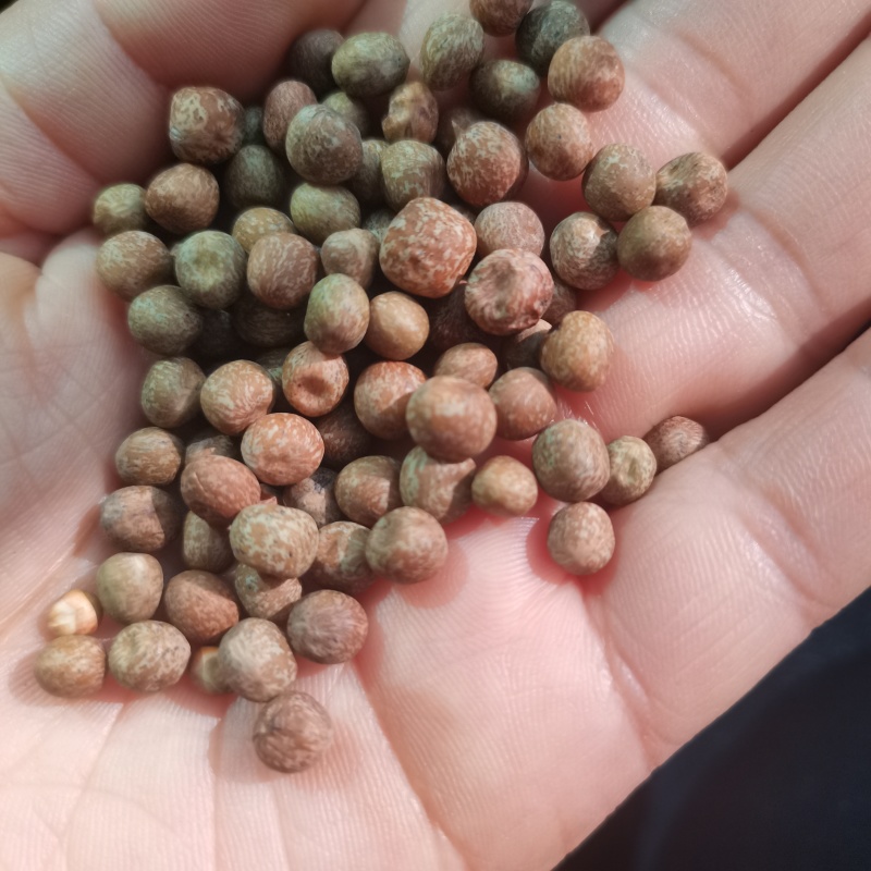 麻豌豆铁皮麻豌豆做豌豆苗