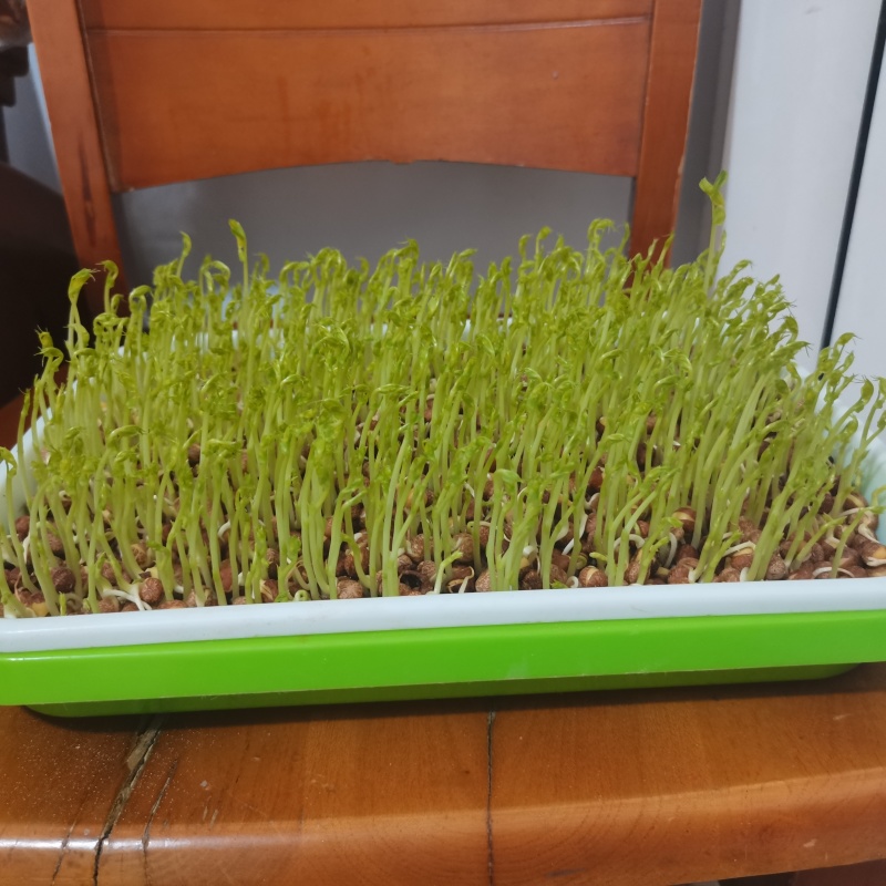 麻豌豆铁皮麻豌豆做豌豆苗