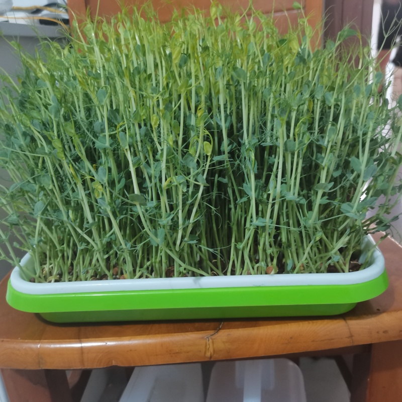 麻豌豆铁皮麻豌豆做豌豆苗