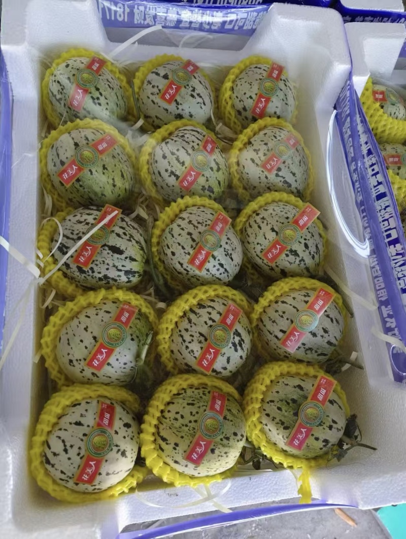 【重磅推荐】花美人甜瓜/花蕾甜瓜/产地直发/量大从优