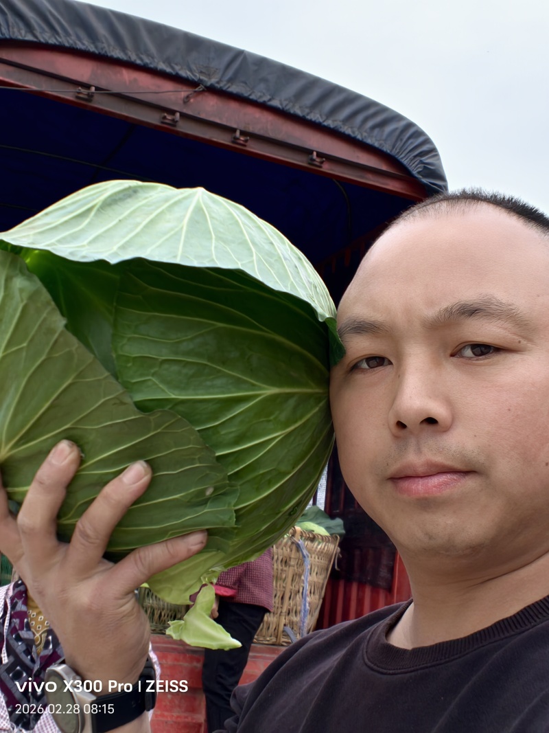 富士春包菜，欢迎各位老板联系
