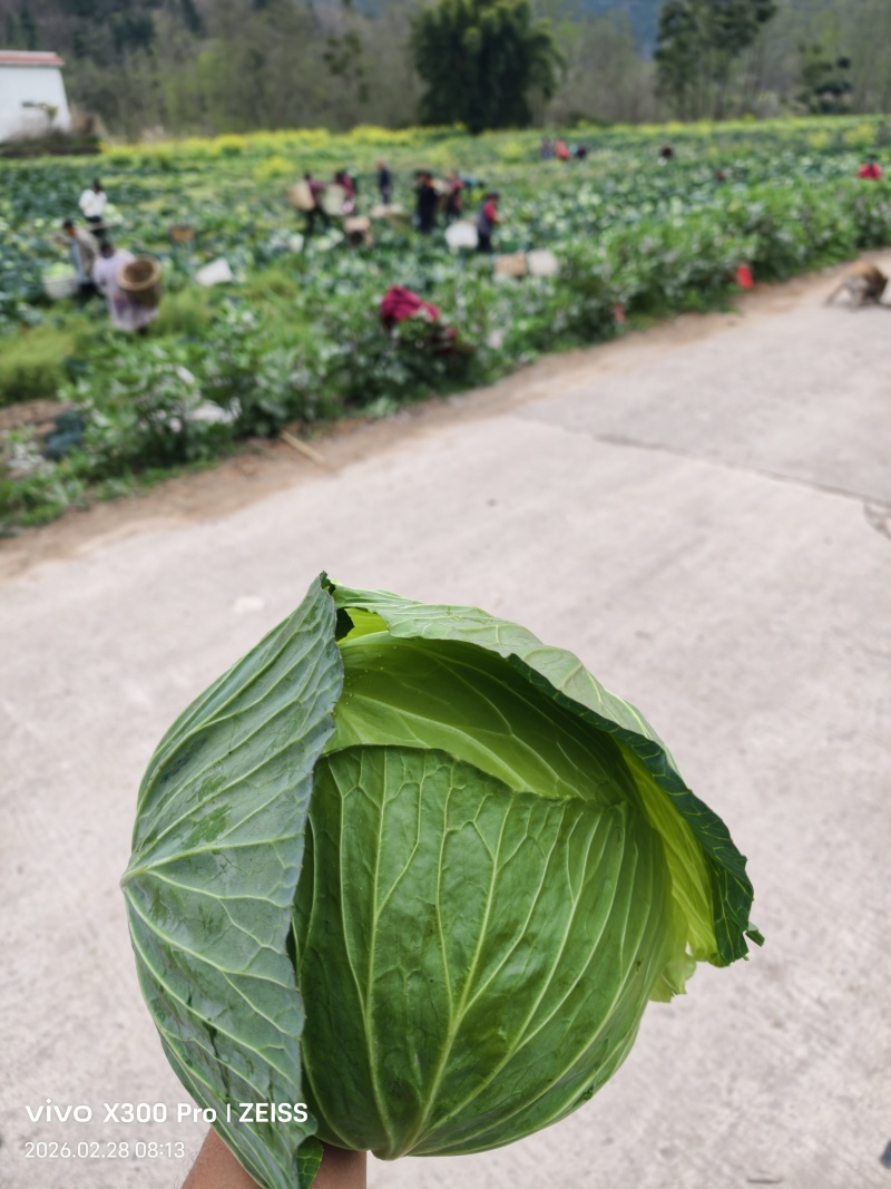富士春包菜，欢迎各位老板联系