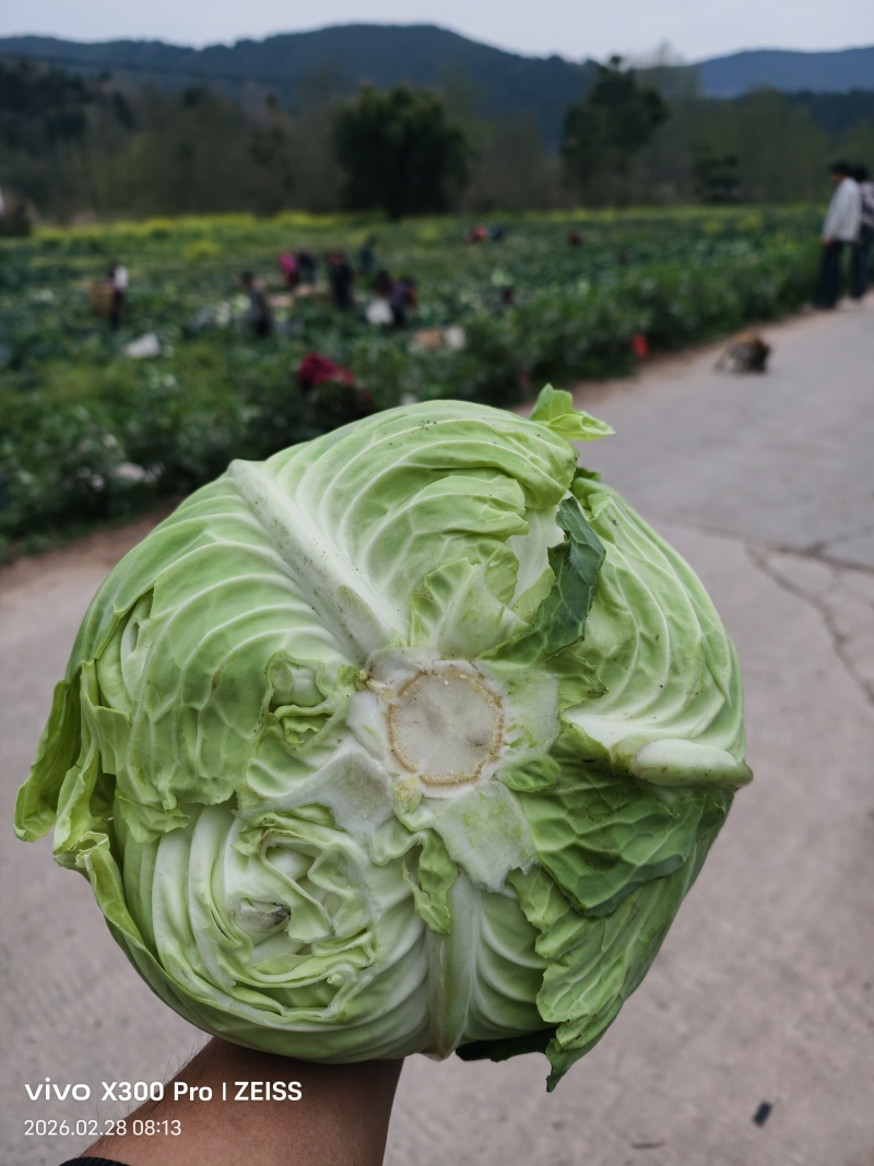 富士春包菜，欢迎各位老板联系