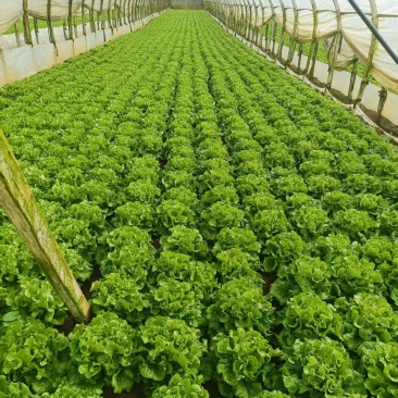 意大利生菜苗产量高保成活率提供种植技术视频看苗