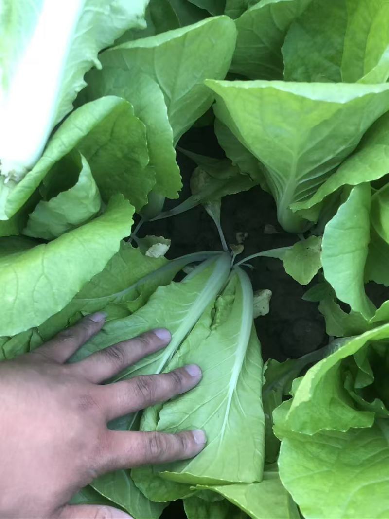 【实力商家】精品小白菜，产地直发，质量保证质量三包