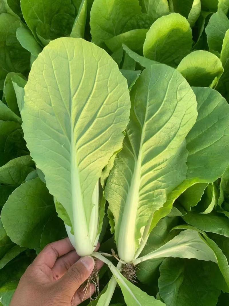 【实力商家】精品小白菜，产地直发，质量保证质量三包