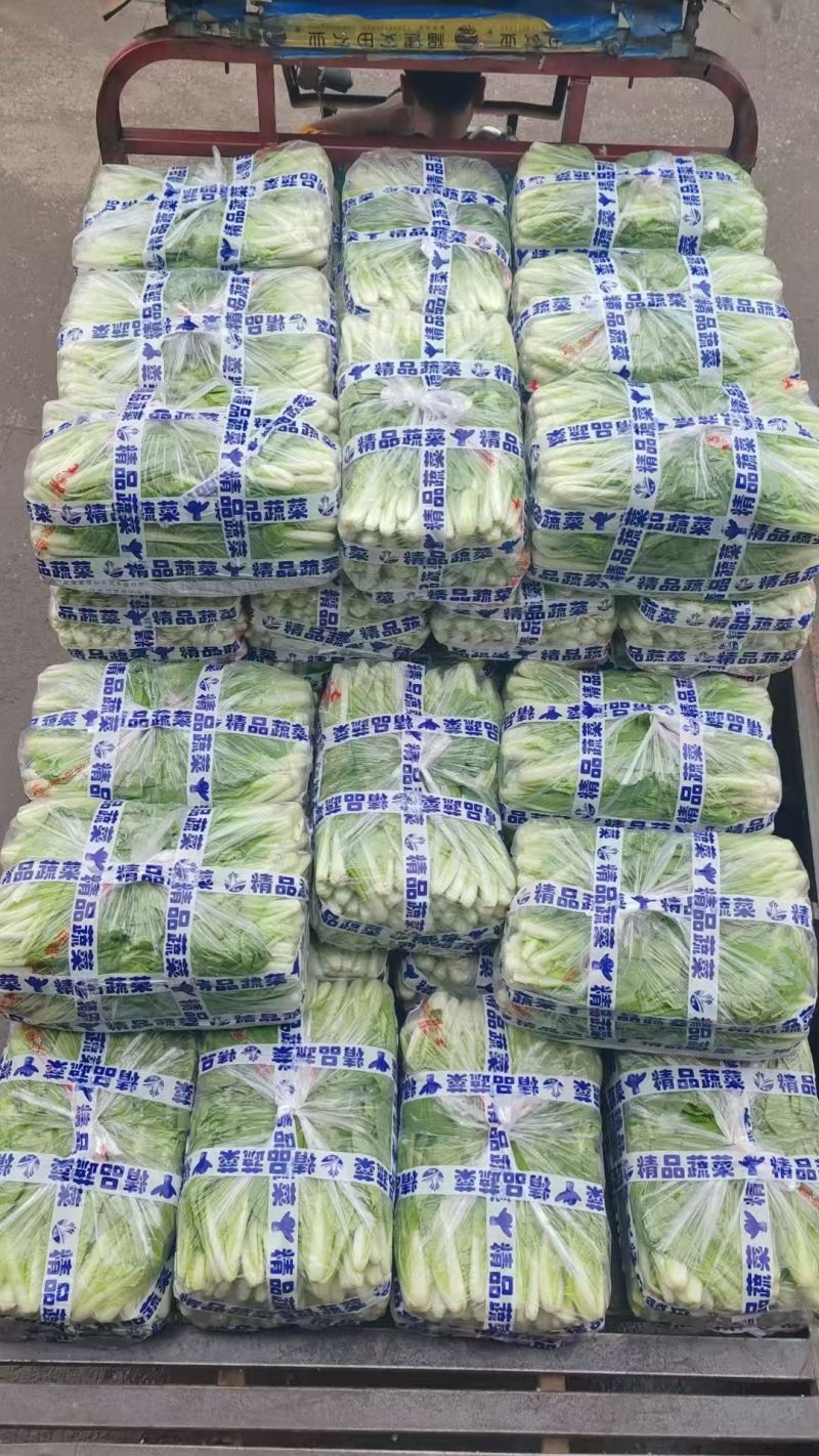 【实力商家】精品小白菜，产地直发，质量保证质量三包