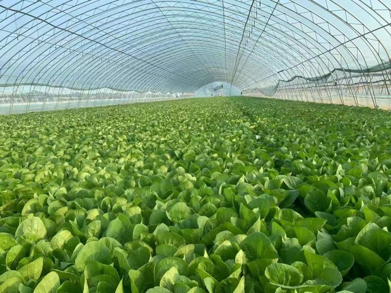 【实力商家】精品小白菜，产地直发，质量保证质量三包