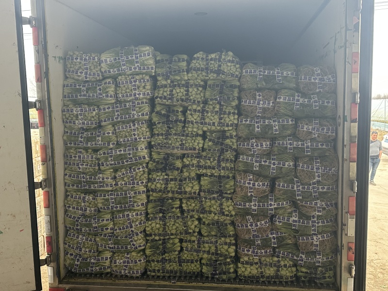 【实力商家】精品小白菜，产地直发，质量保证质量三包