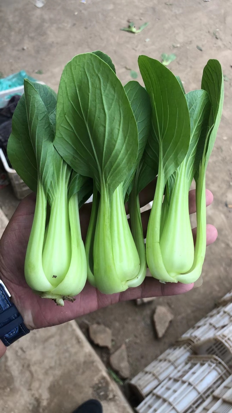【实力商家】一次性黑框油菜，上海青，供应市场商超电商