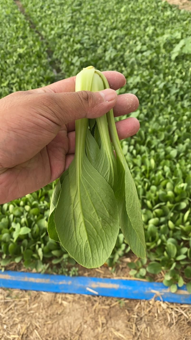 【实力商家】一次性黑框油菜，上海青，供应市场商超电商