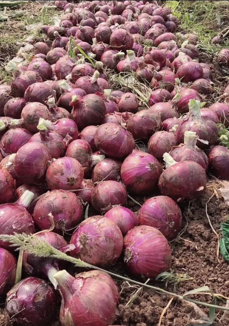 云南建水现挖新鲜洋葱产地代收代发质量保证