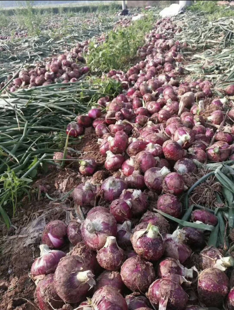 云南建水现挖新鲜洋葱产地代收代发质量保证