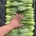【实力商家】一次性黑框油菜,上海青,供应市场商超电商