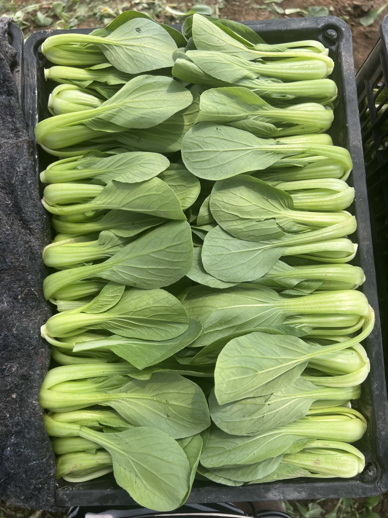 【实力商家】一次性黑框油菜，上海青，供应市场商超电商