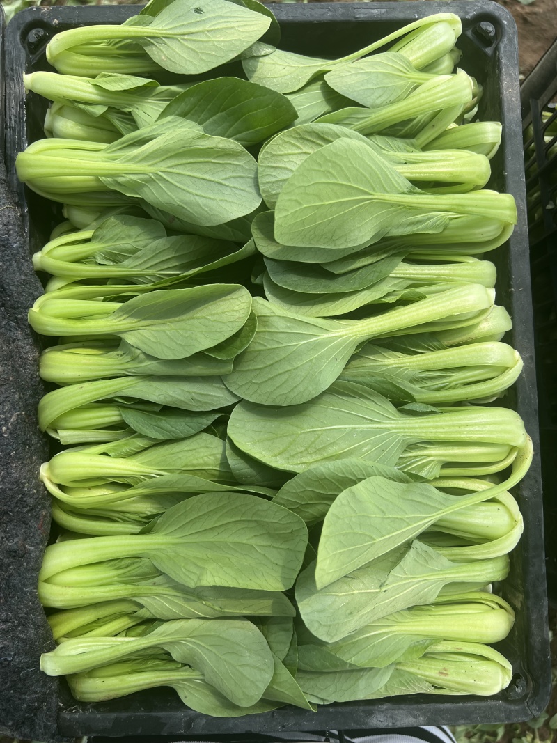 【实力商家】一次性黑框油菜，上海青，供应市场商超电商