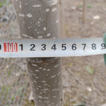 107杨树苗
