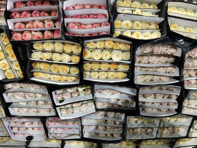 各种彩玫瑰批发基地直发
