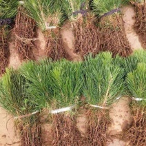 黑松日本黑松庭院黑松四季常青盆景植物黑松