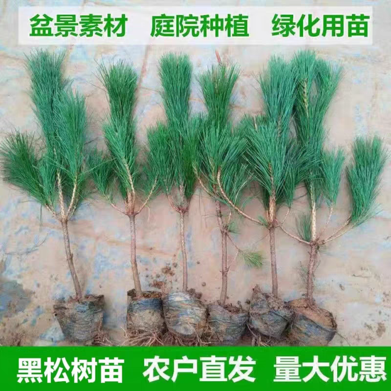 黑松日本黑松庭院黑松四季常青盆景植物黑松