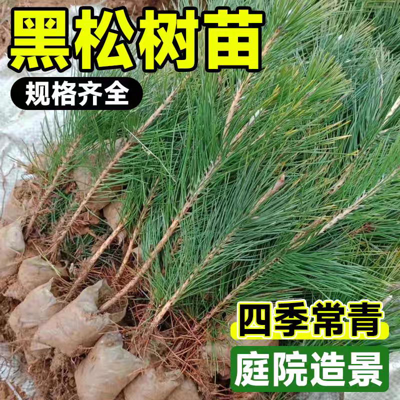 黑松日本黑松庭院黑松四季常青盆景植物黑松