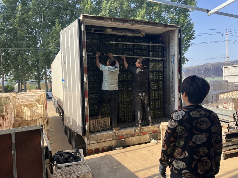 【实力商家】一次性黑框快菜，一手货源，供应市场商超电商