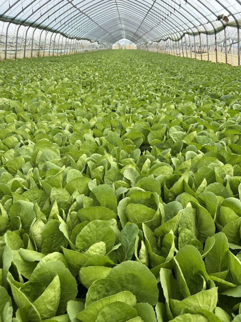 【实力商家】一次性黑框快菜，一手货源，供应市场商超电商
