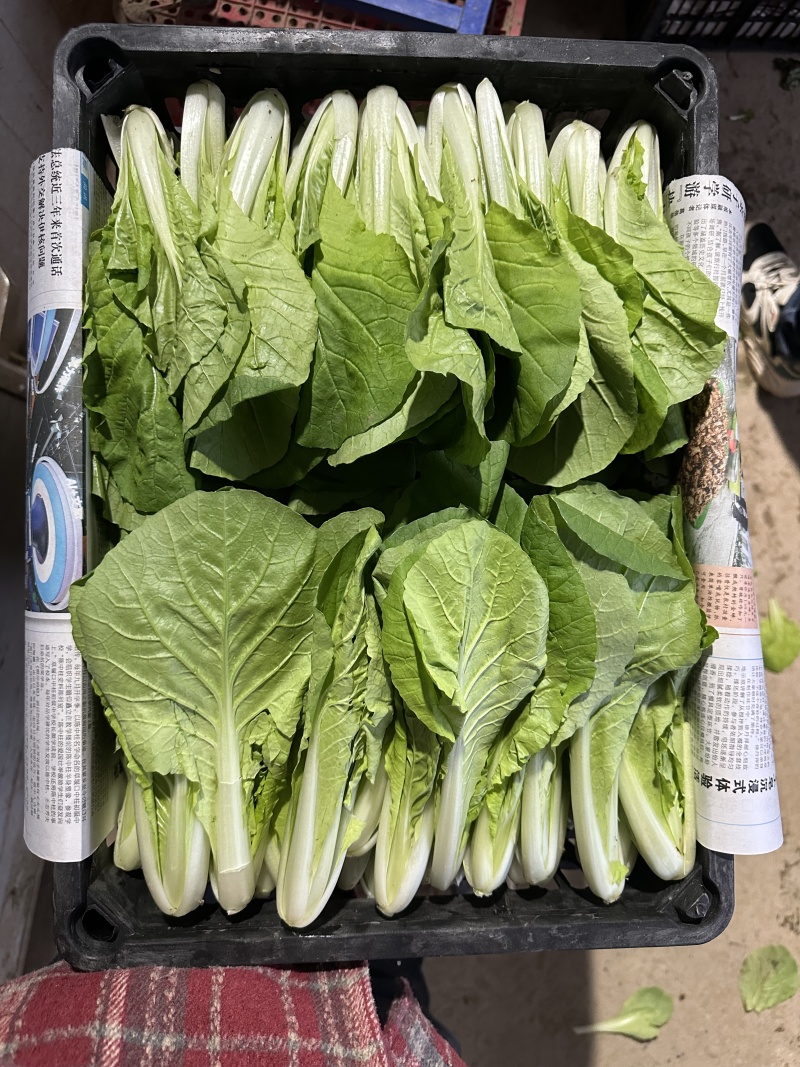 【实力商家】一次性黑框快菜，一手货源，供应市场商超电商