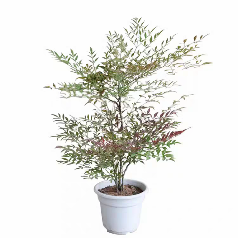 南天竹工程南天竹南天竹庭院植物蓝天竹，红天竹绿化