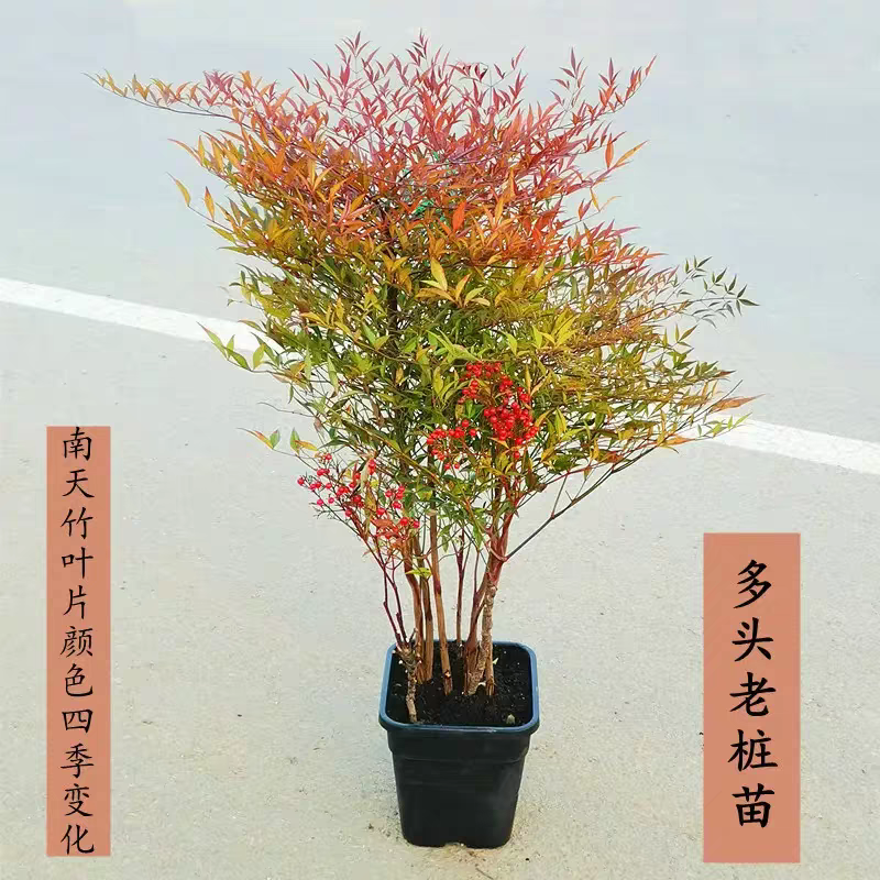 南天竹工程南天竹南天竹庭院植物蓝天竹，红天竹绿化