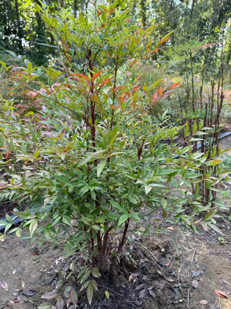 南天竹工程南天竹南天竹庭院植物蓝天竹，红天竹绿化