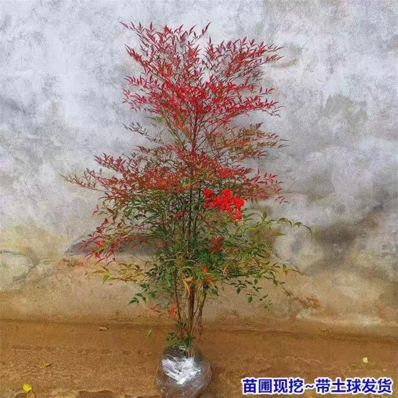 南天竹工程南天竹南天竹庭院植物蓝天竹，红天竹绿化