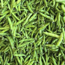 云南精品蚕豆，胡豆大量供应市场，超市，电商，社区团购