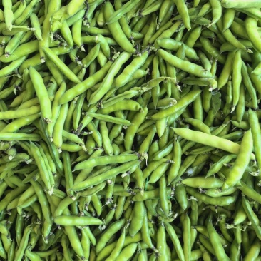 云南精品蚕豆，胡豆大量供应市场，超市，电商，社区团购