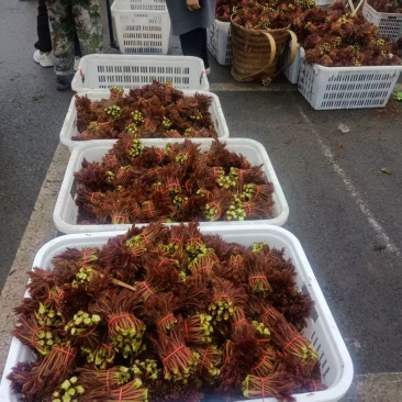 香椿一手货源大量供应市场质量保证