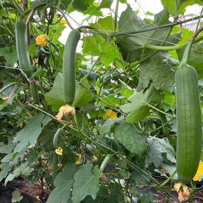川塔油亮一号丝瓜种子早熟油亮型丝瓜皮薄肉质细嫩产量高好吃