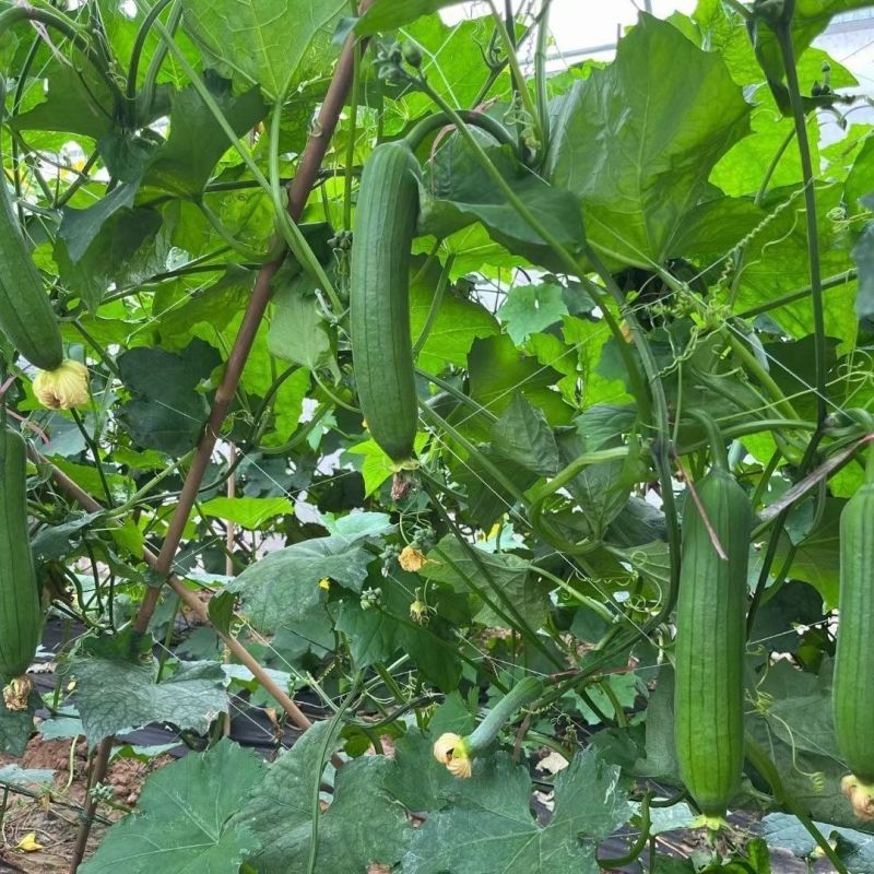 川塔油亮一号丝瓜种子早熟油亮型丝瓜皮薄肉质细嫩产量高好吃