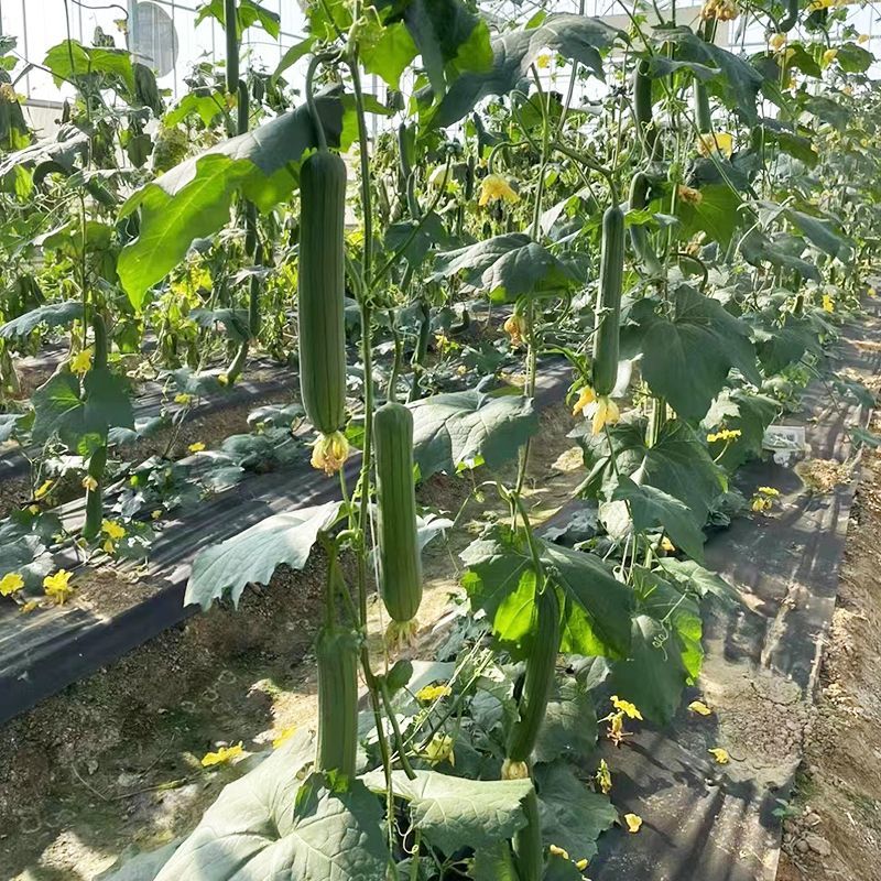 川塔油亮一号丝瓜种子早熟油亮型丝瓜皮薄肉质细嫩产量高好吃