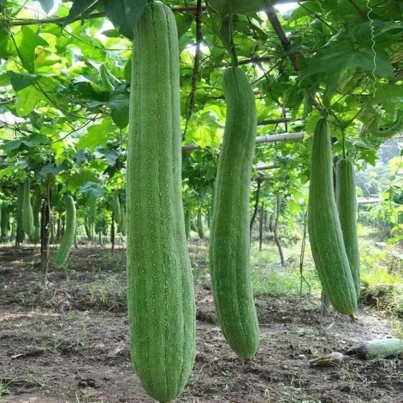 天罗线丝瓜络种子丝瓜种籽刷锅洗碗专用丝瓜络专用蔬菜种孑