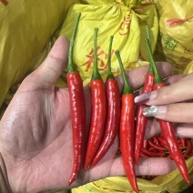 【推荐】精品米椒中转仓一手货源，供应市场商超电商加工厂。