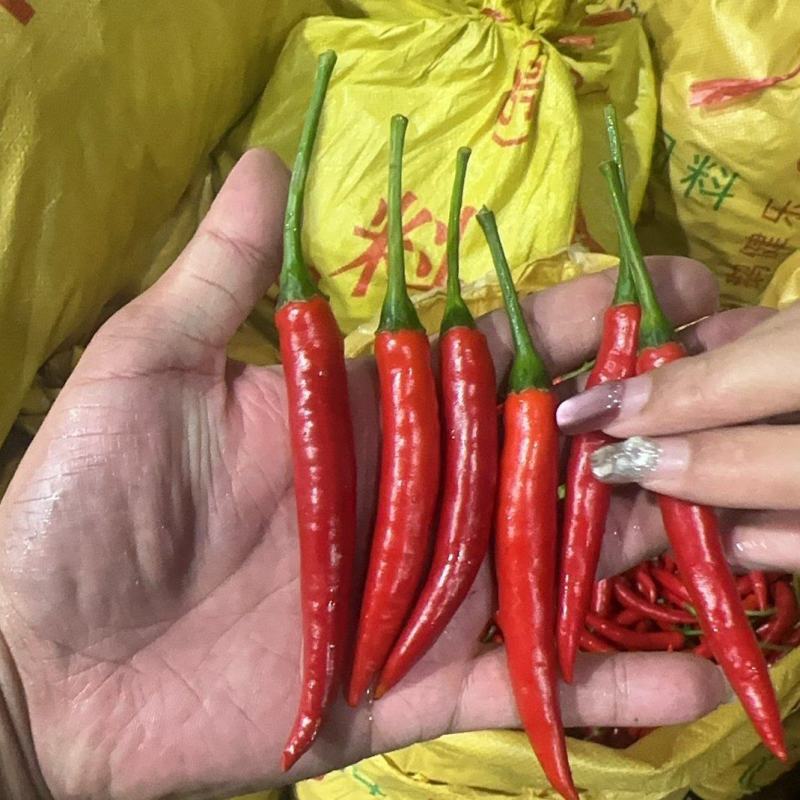 【推荐】精品米椒中转仓一手货源，供应市场商超电商加工厂。