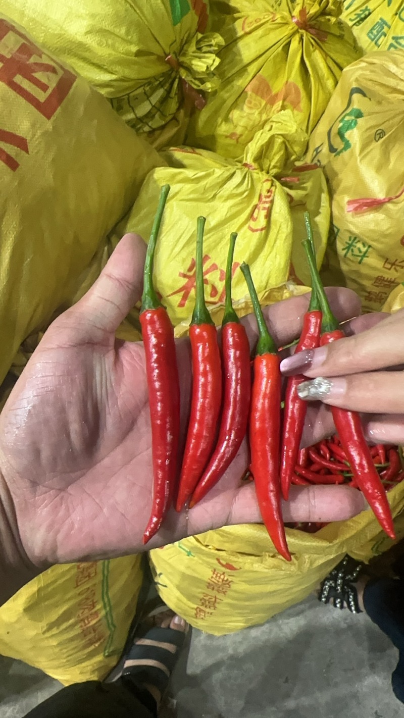 【推荐】精品米椒中转仓一手货源，供应市场商超电商加工厂。