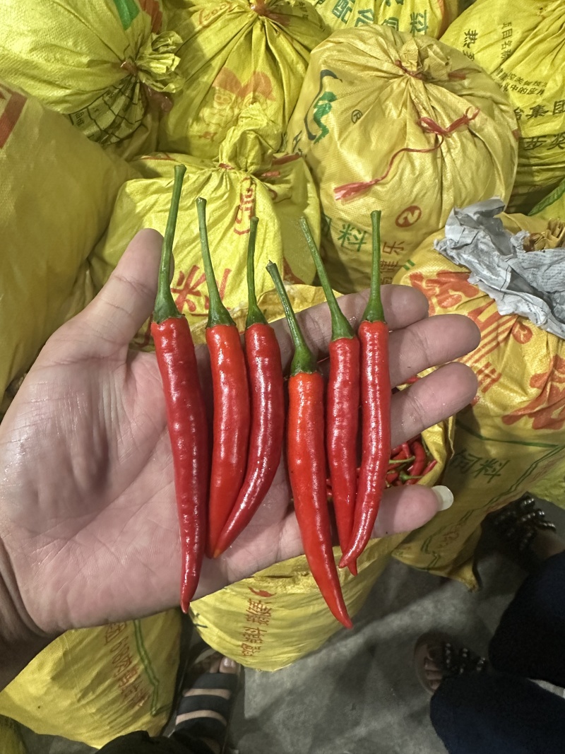 【推荐】精品米椒中转仓一手货源，供应市场商超电商加工厂。