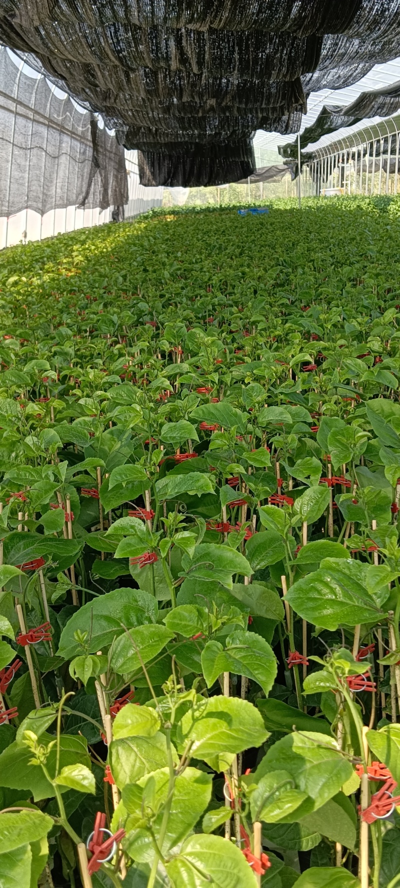 热情果苗和百香果苗