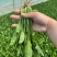 【实力商家】菏泽本地带根菠菜.供应市场商超电商