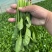 【实力商家】菏泽本地带根菠菜.供应市场商超电商