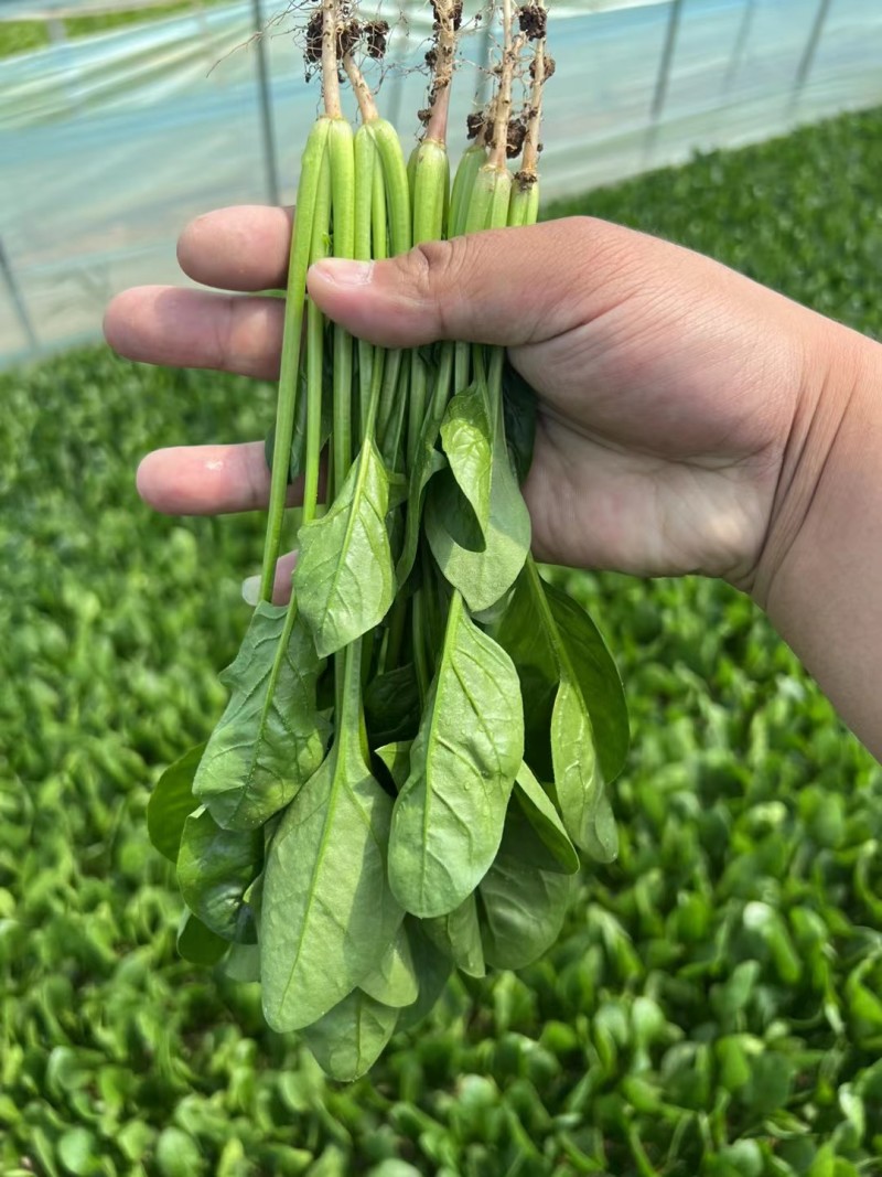 【实力商家】菏泽本地带根菠菜.供应市场商超电商