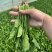 【实力商家】菏泽本地带根菠菜.供应市场商超电商