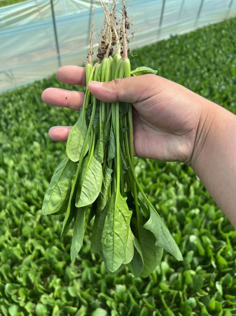 【实力商家】菏泽本地带根菠菜.供应市场商超电商