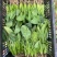 【实力商家】菏泽本地带根菠菜.供应市场商超电商